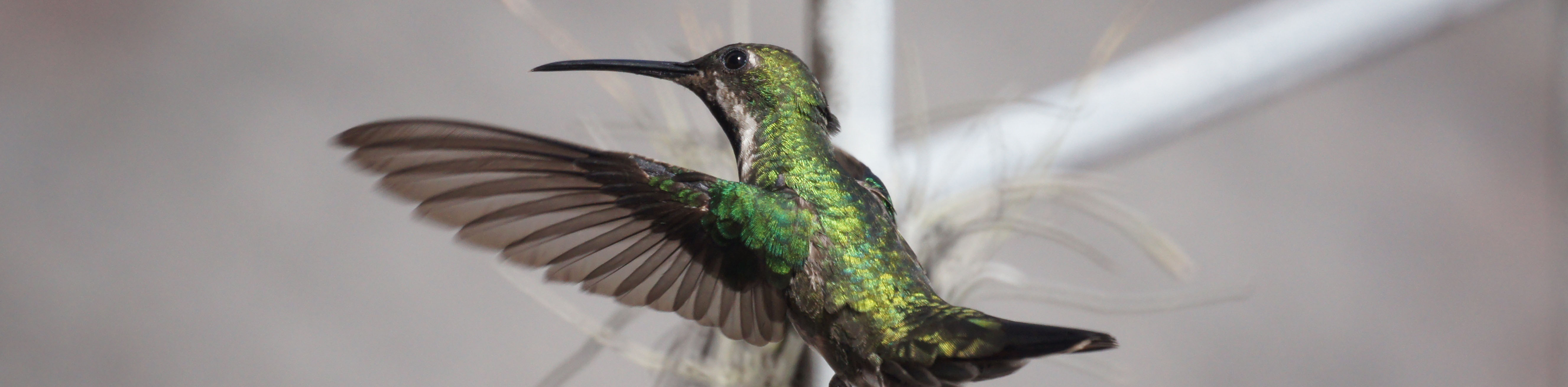 Hummingbird Image :)